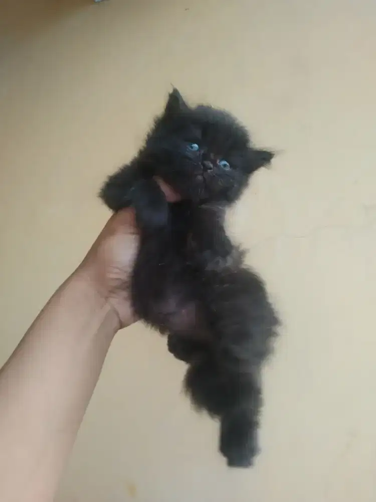 Persia flatnose jantan usia 1,5 bulan mandiri