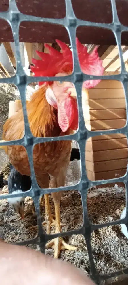 Si ayam jago jengger besar