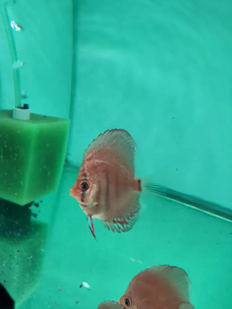 Ikan Discus Pigeon Heckel Leopard Mozaik