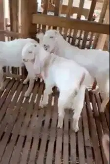 10 ekor bakalan kambing etawa senduro jantan TB 65-70cm 5-6 bulanan ok