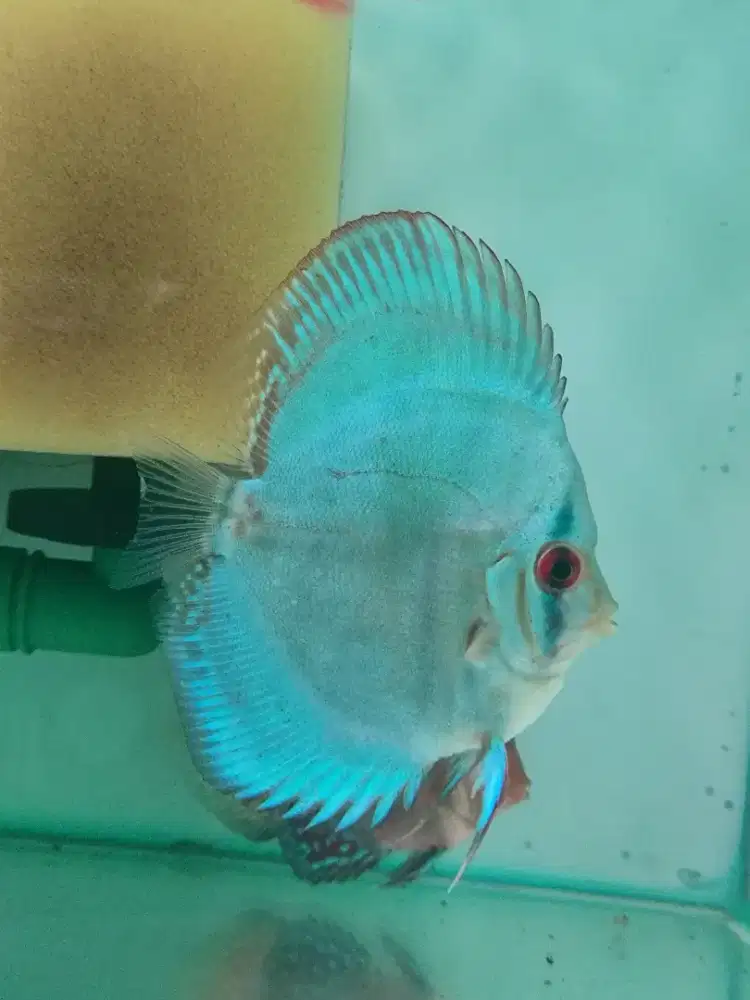 Ikan Discus Pigeon Blue Cobalt