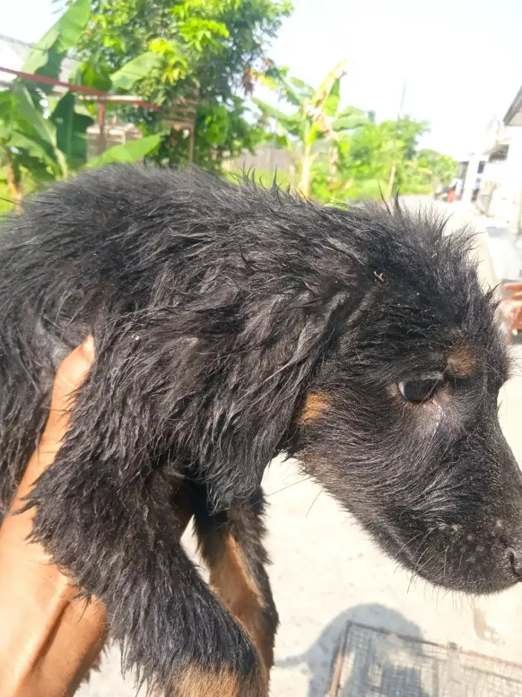 Doberman kosong