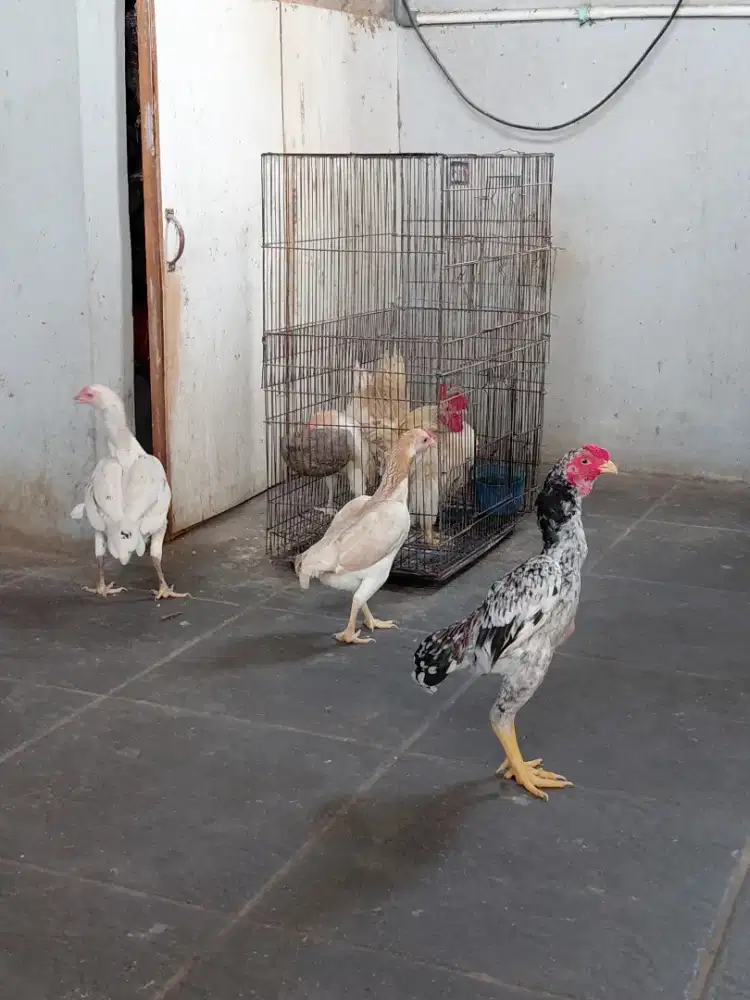 Ko shamo mini (paket breed)