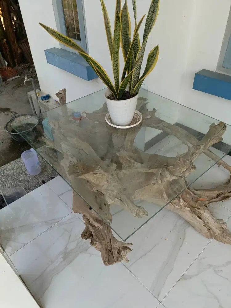 Meja akar Trembesi, masih original.