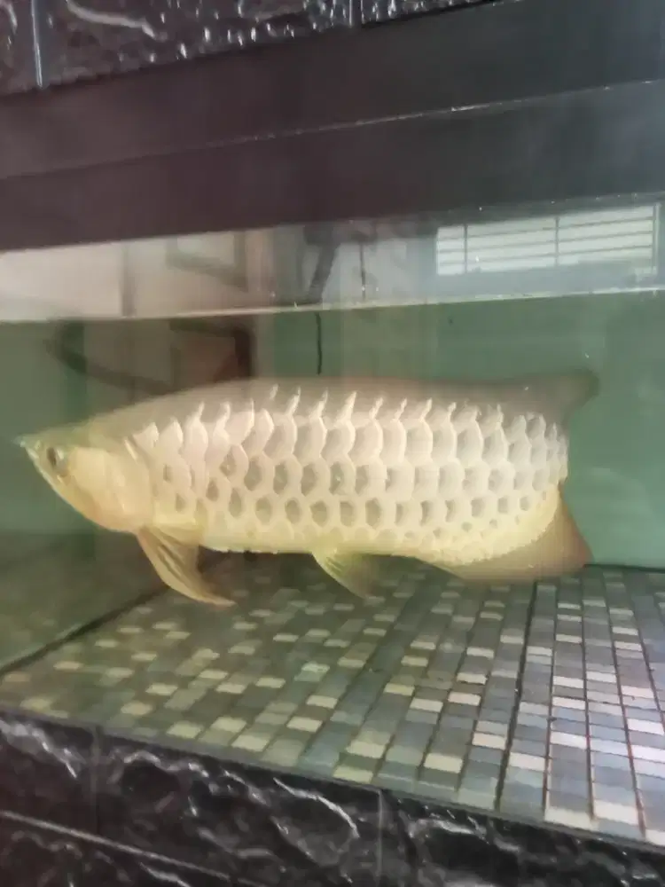 Dijual ikan arwana golden red kurang lebih 55cm