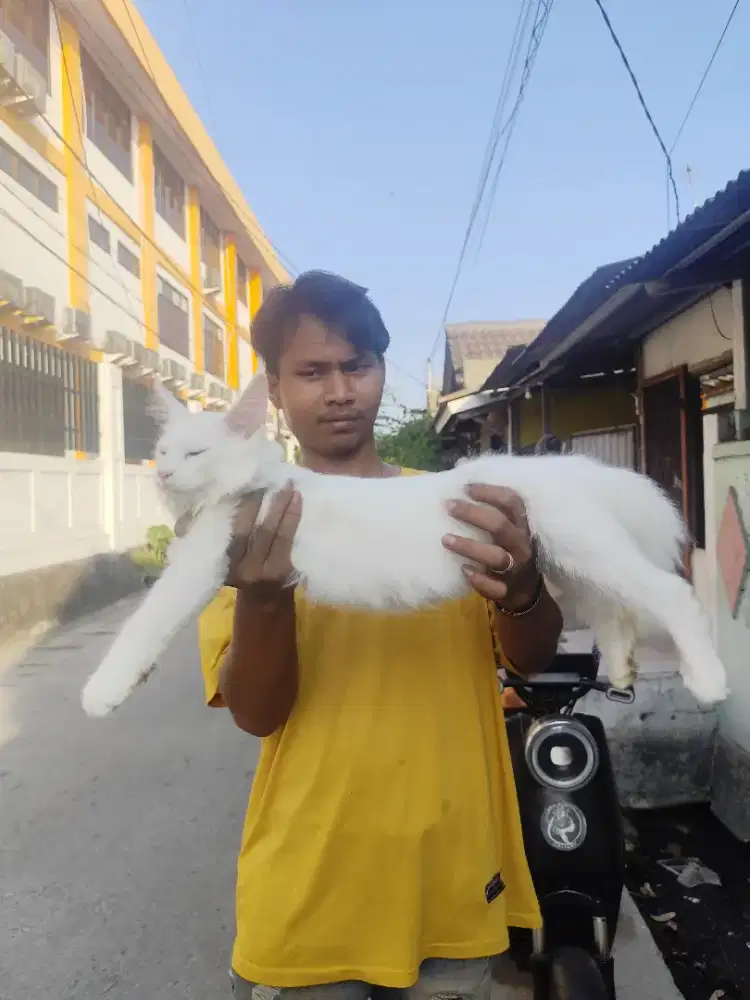 Kitten maincoone 6bulan warna white solid clingy, play full