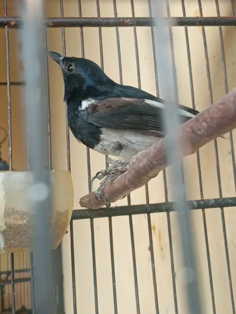 Burung Kacer dada putih