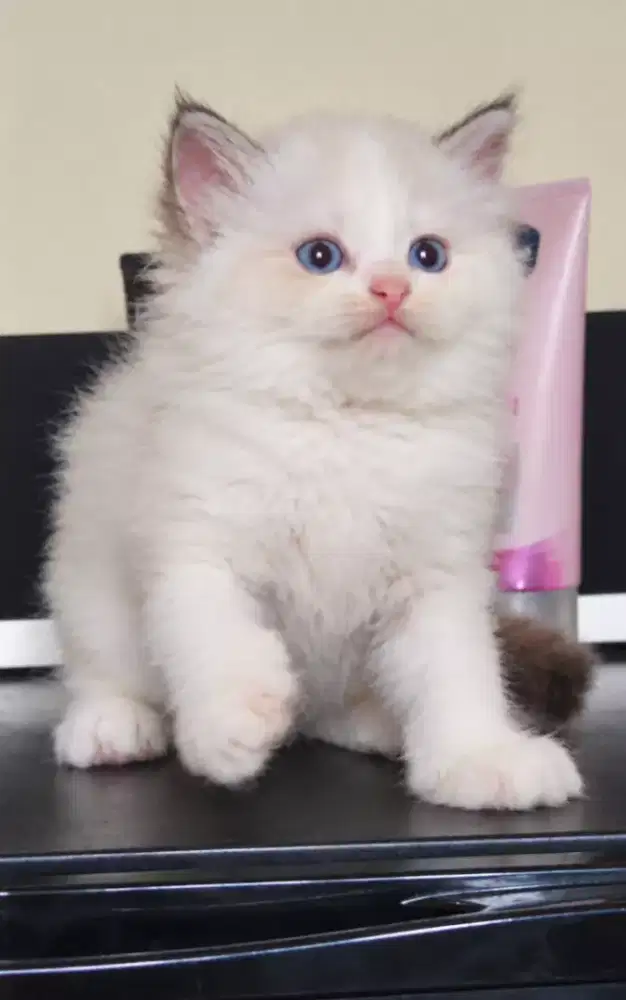 Ragdoll non ped jantan 2,5 bulan