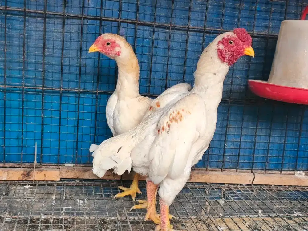 Ayam ko shamo sepasang