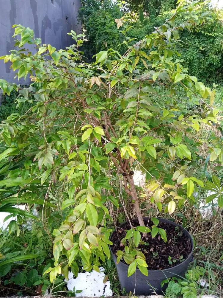 Anggur Pohon/Brazil Preco ±1,5 meter