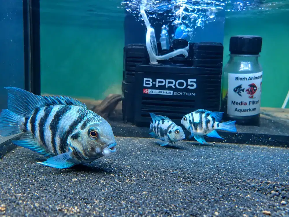 Blue Polar indukan