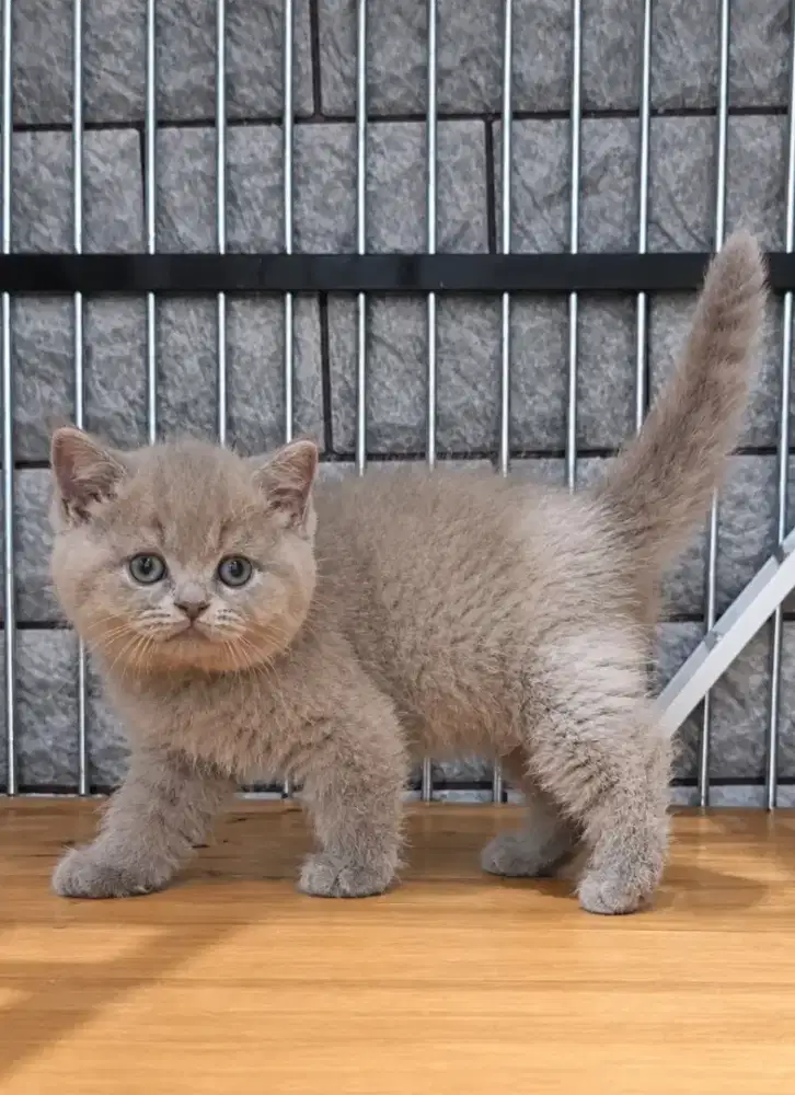 Bsh Lilac Betina