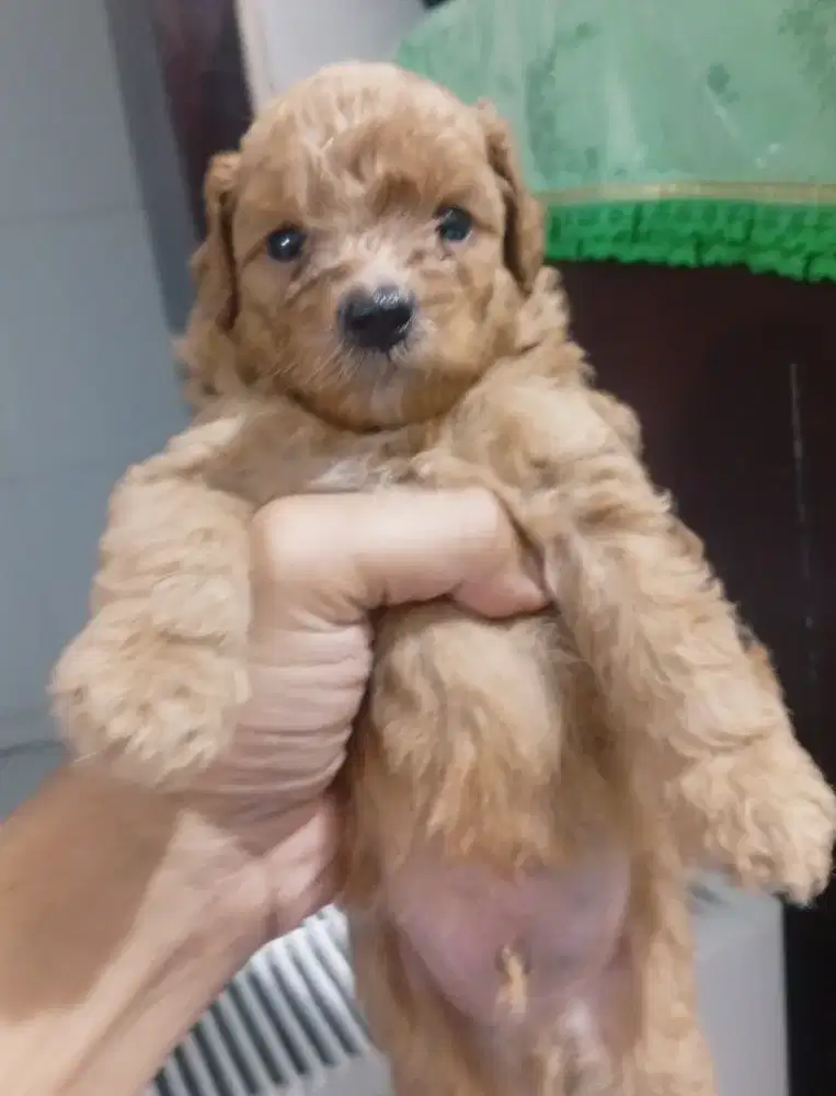 Puppy Ras Poodle asli lucu sehat lincah harga ekonomis