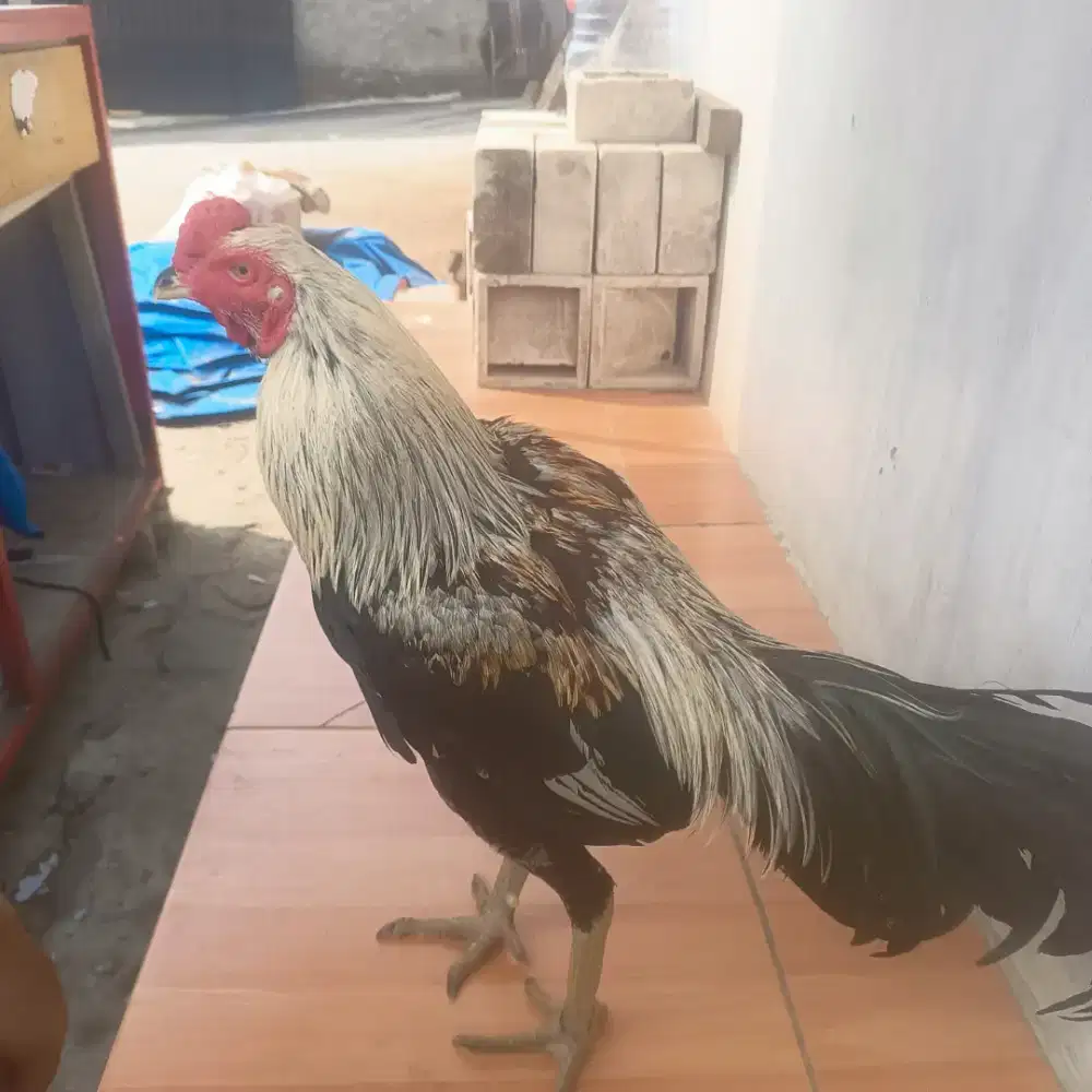 Ayam Bangkok siap abar