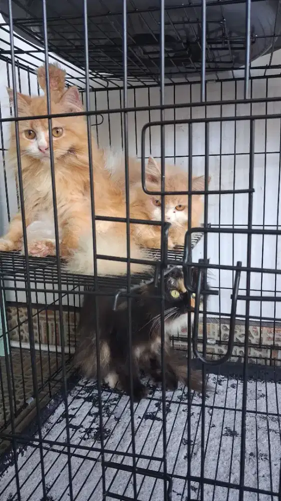Kucing peliharaan