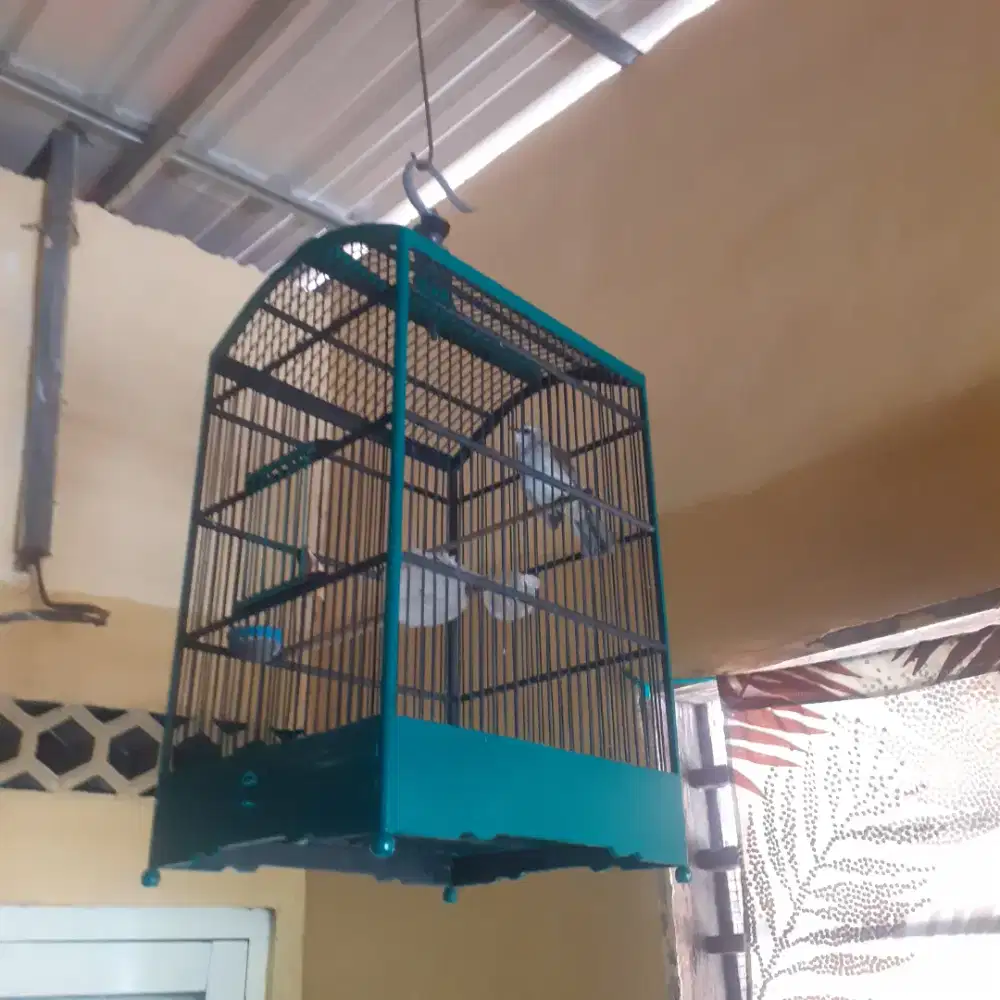 Burung trucuk udah nyisek garuda+sangkar