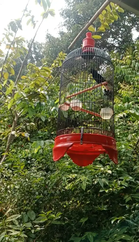 Kacer jatim dada hitam