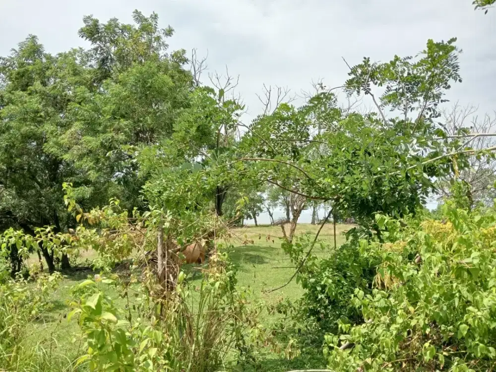 Peluang Investasi! Tanah 50 Are View Laut di Pantai Balian