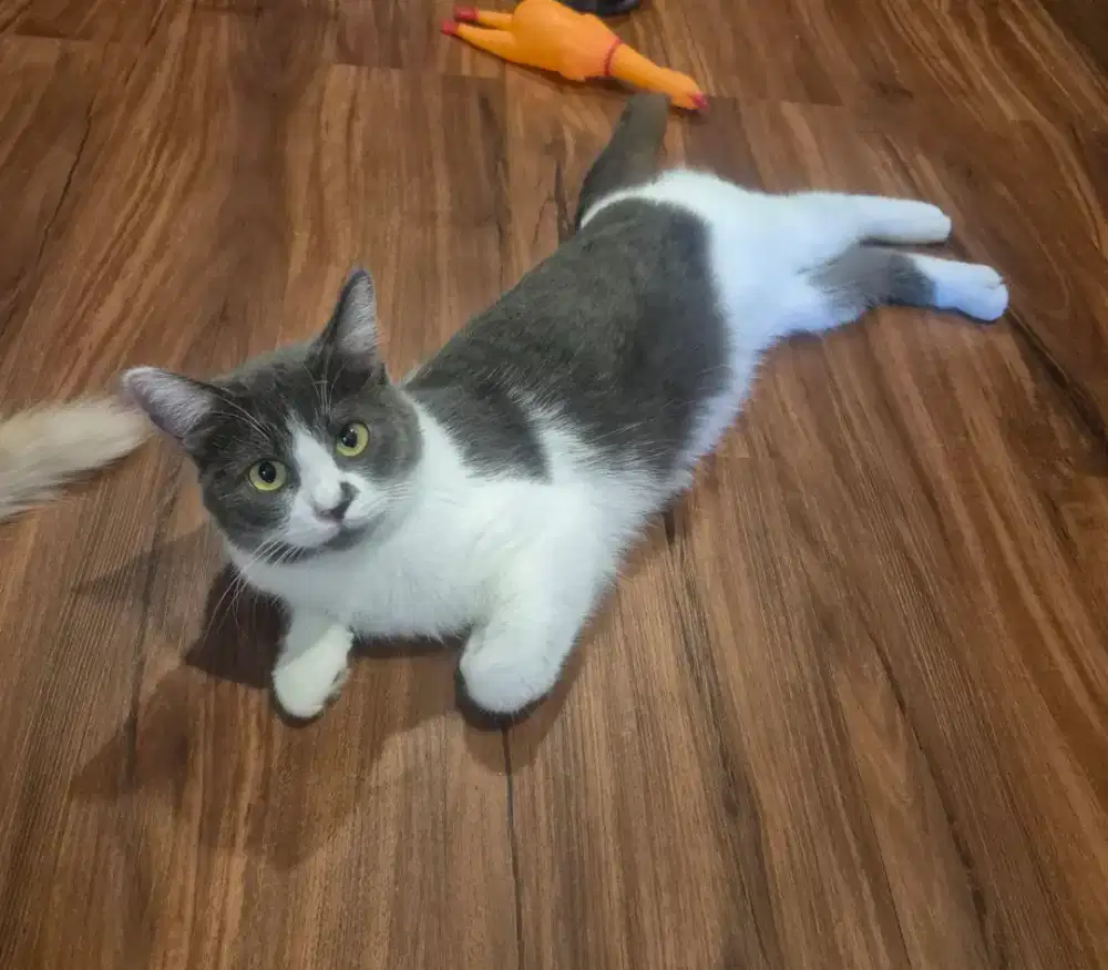 Adopsi kucing free yg minat