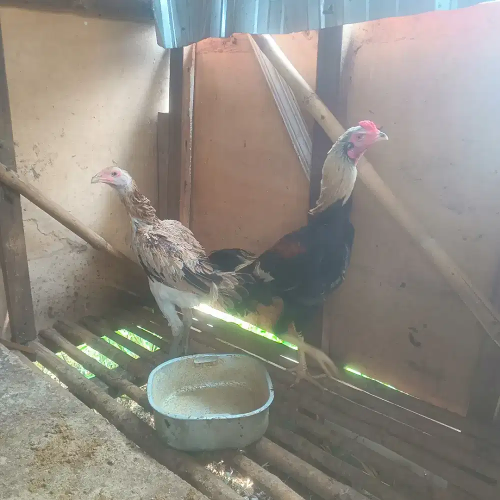 Paket ternak ayam Bangkok sepasang umur 5bulan