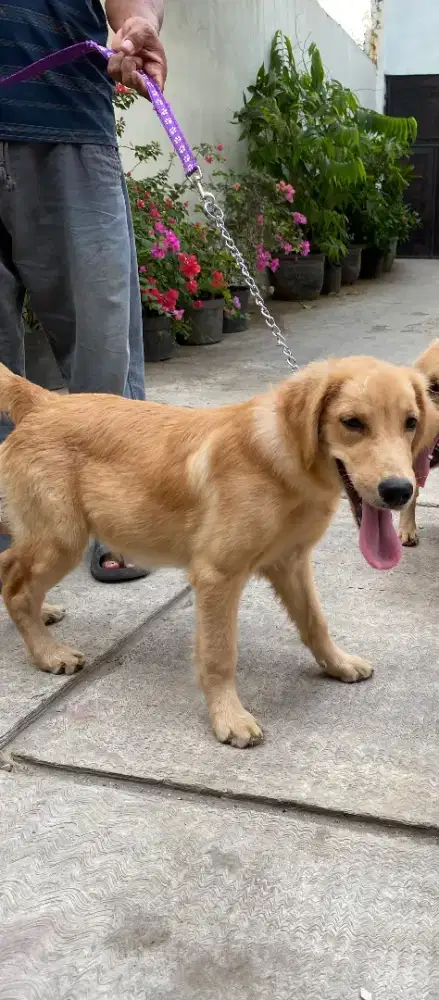 golden anakan 5 bulan