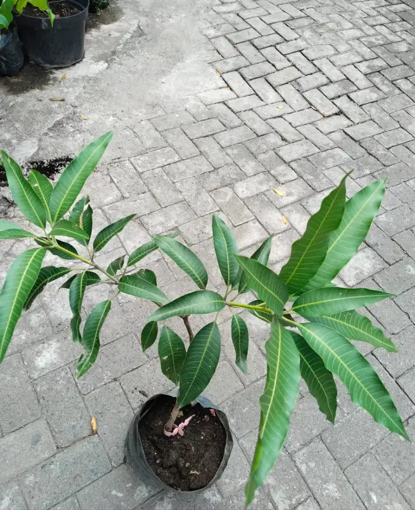 Tanaman Buah Mangga Alpukat