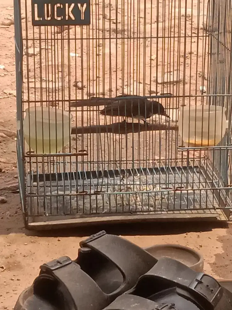 Burung kapasan jawa rajin purtotal