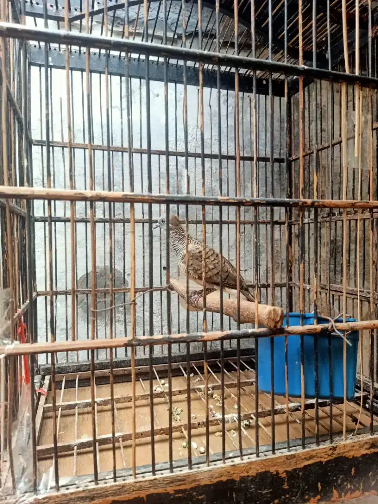 Burung perkutut jantan