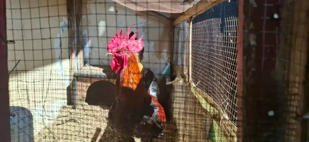 Ayam Pelung Sepasang Usia 12 bulan