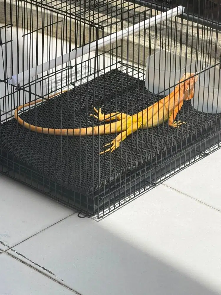 IGUANA JANTAN ORANGE