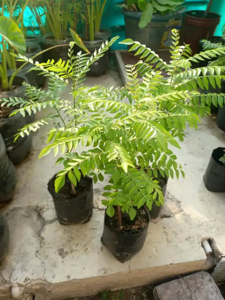 POHON DAUN KARI ATAU SALAM KOJA