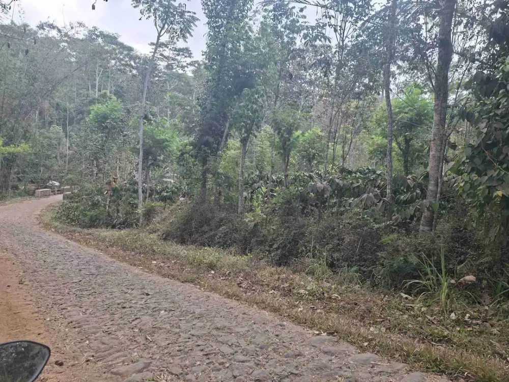Dijual Kebun Kopi Pinggir Jalan Raya petungroto Kecamatan Ngajum Malang