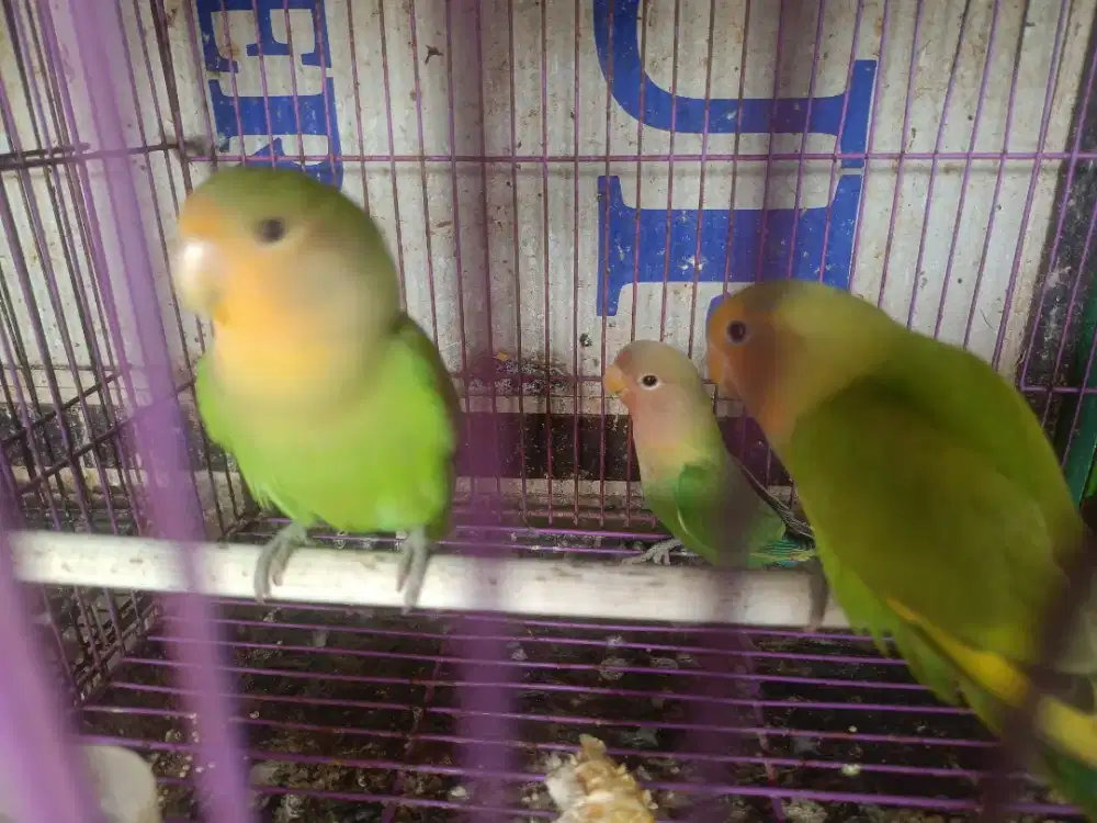 lovebird ijo Nk