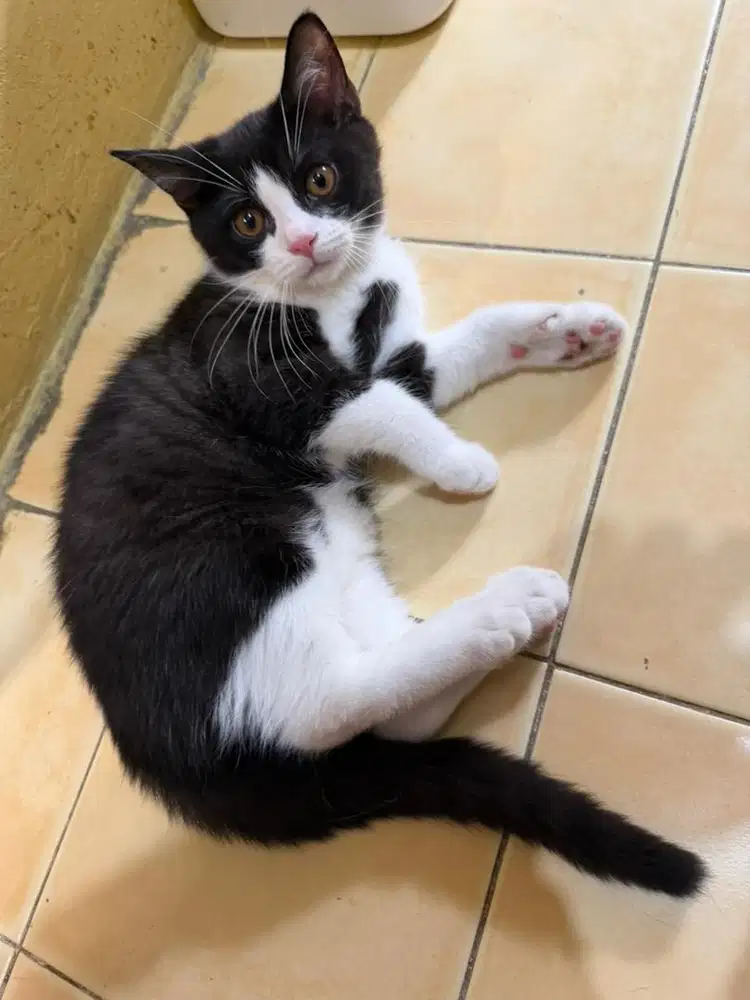 BSH kitten jantan