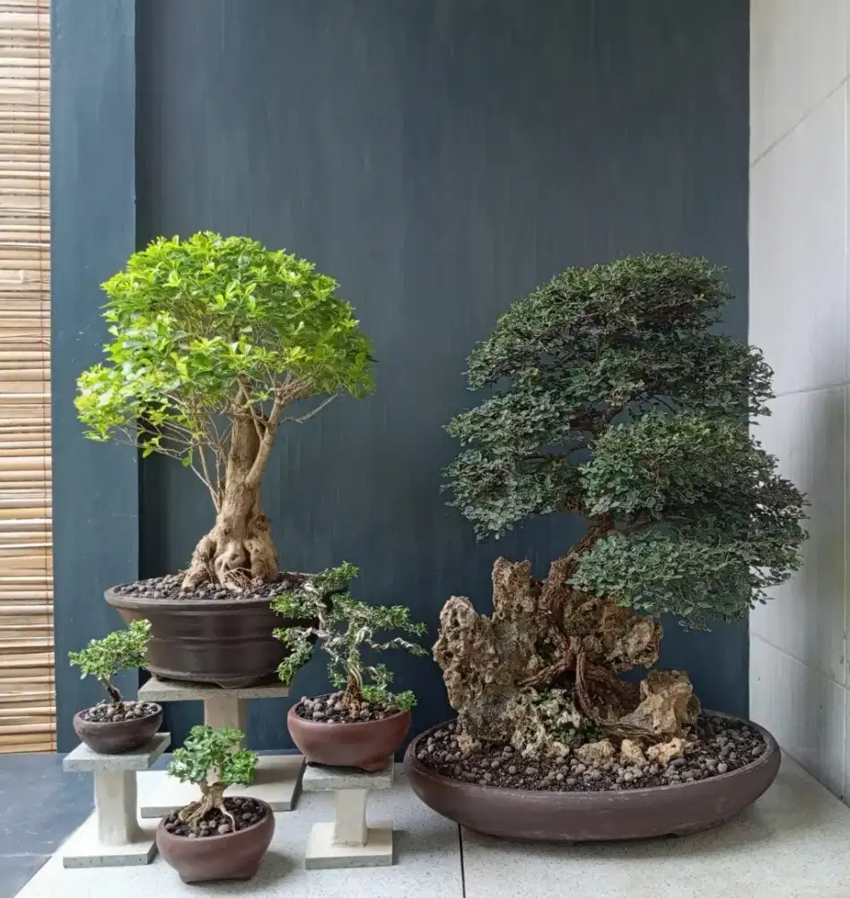 Bonsai hias antik ada 5 pot