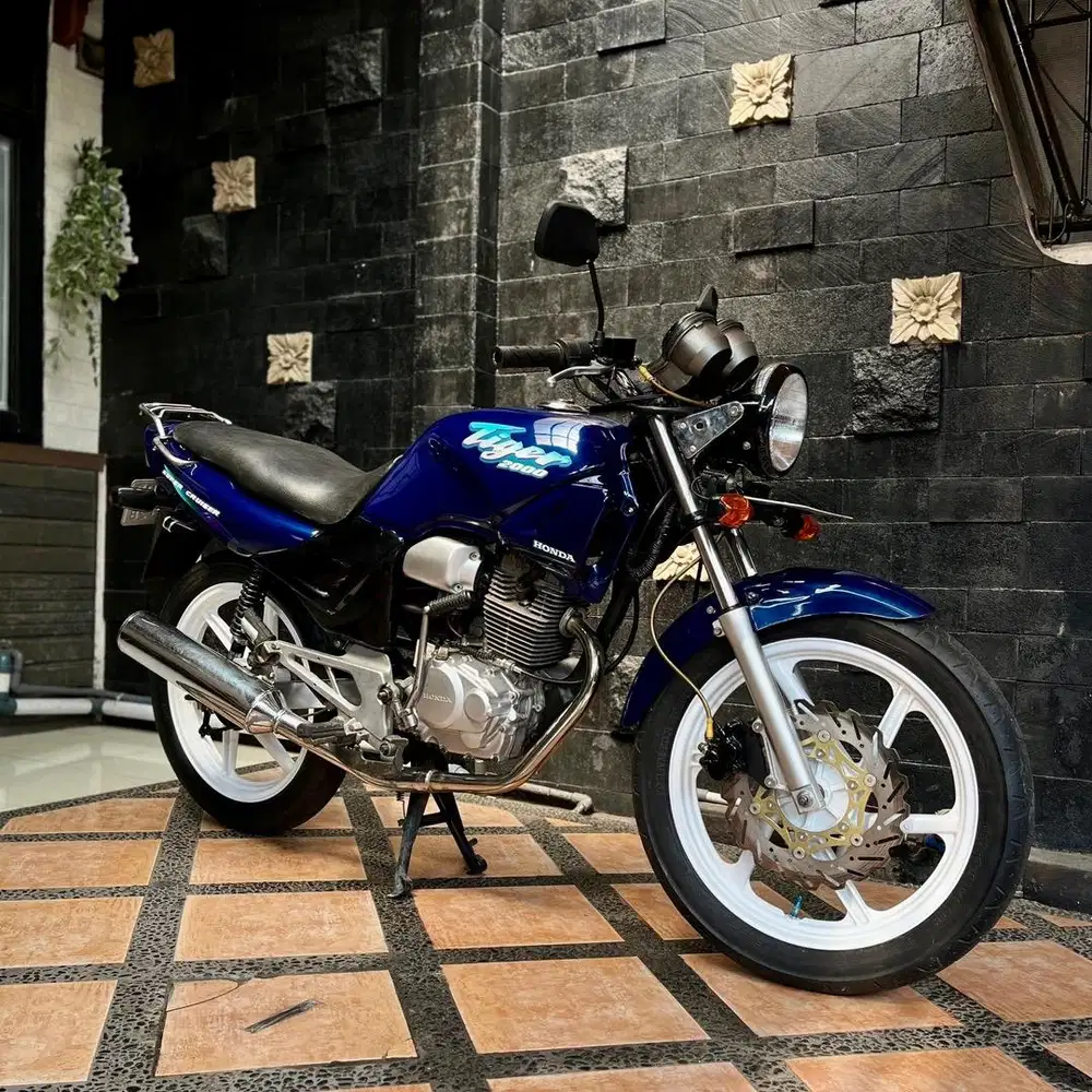 Tiger Kalcer Dewasa