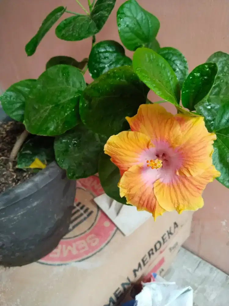 Tanaman Hias Bunga Kembang Sepatu Jenis Orange Splash