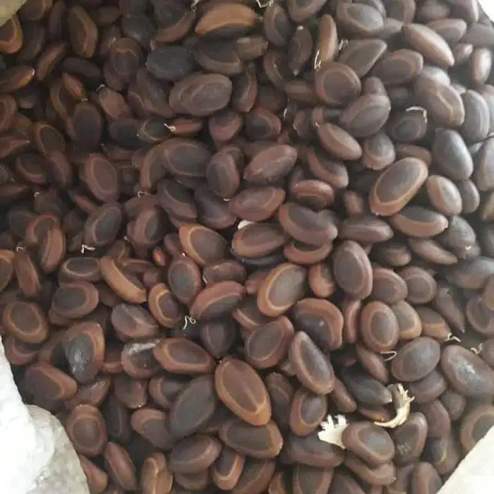Benih Sengon Buto Kualitas Tinggi Siap Semai