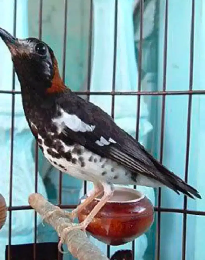 Burung Anis kembang