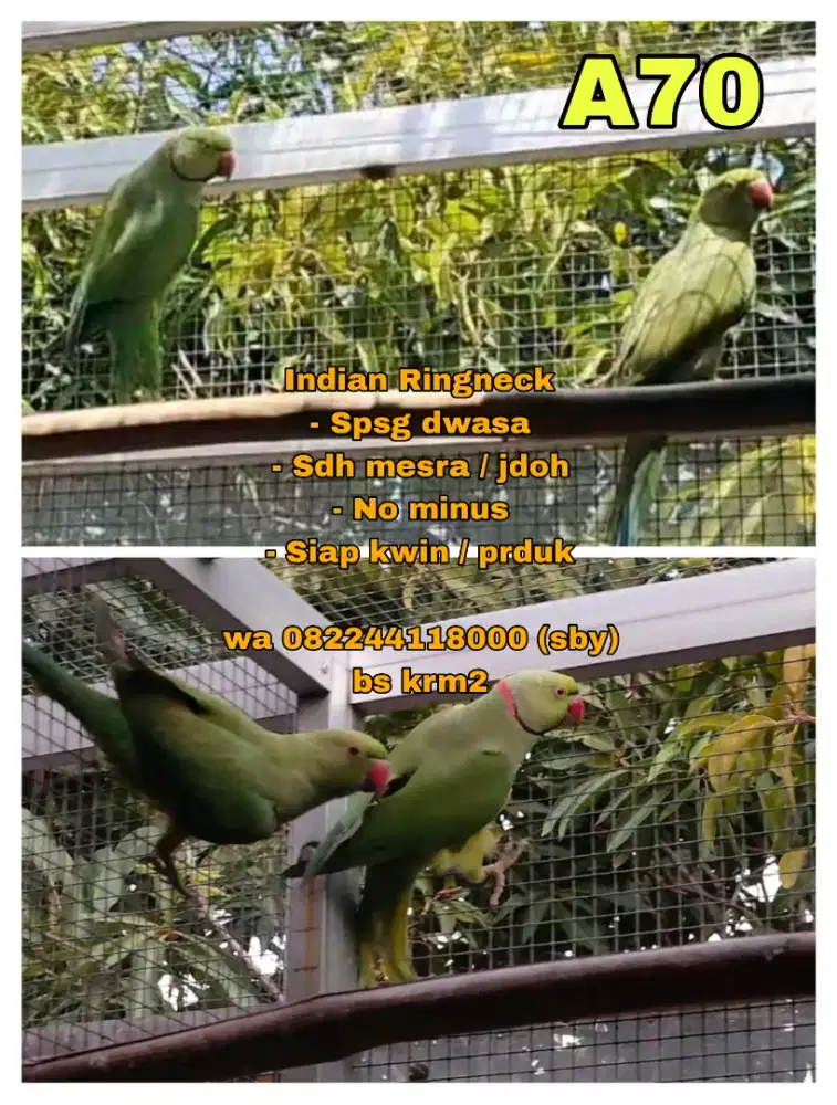 Burung IRN ( indian ringneck ) Sepasang