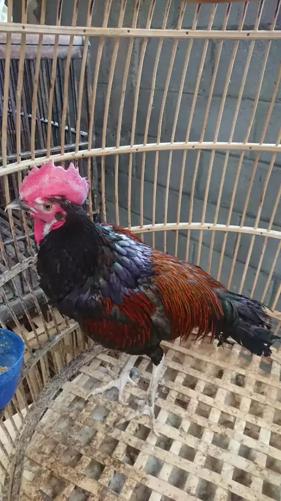 Ayam Bekisar Umur 1 Tahun