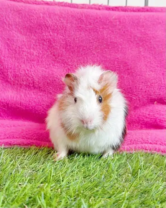 Guinea pig abbysinian