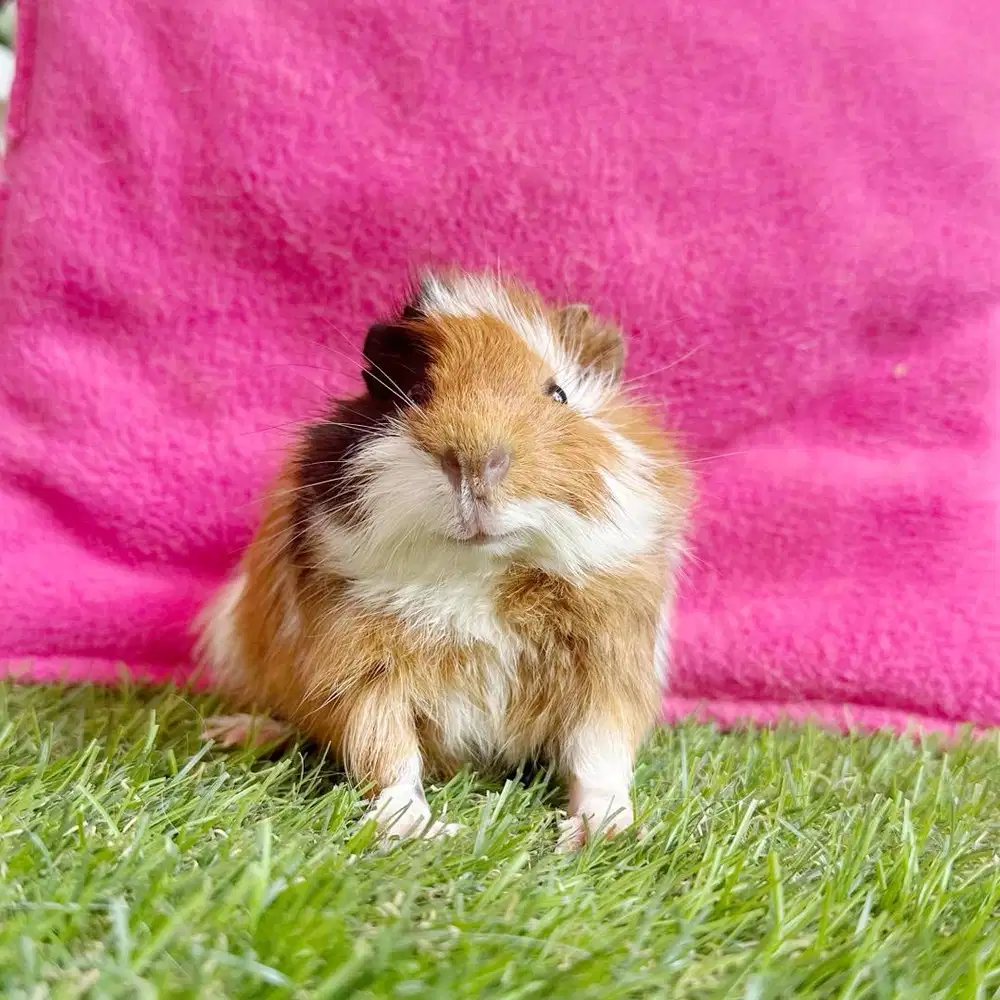 Guinea pig abbysinian marmut hias