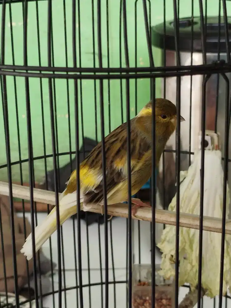 Jual burung kenari body big mulus