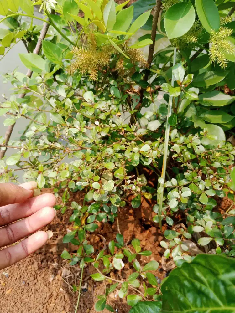 pohon Ketapang kencana dan pucuk merah