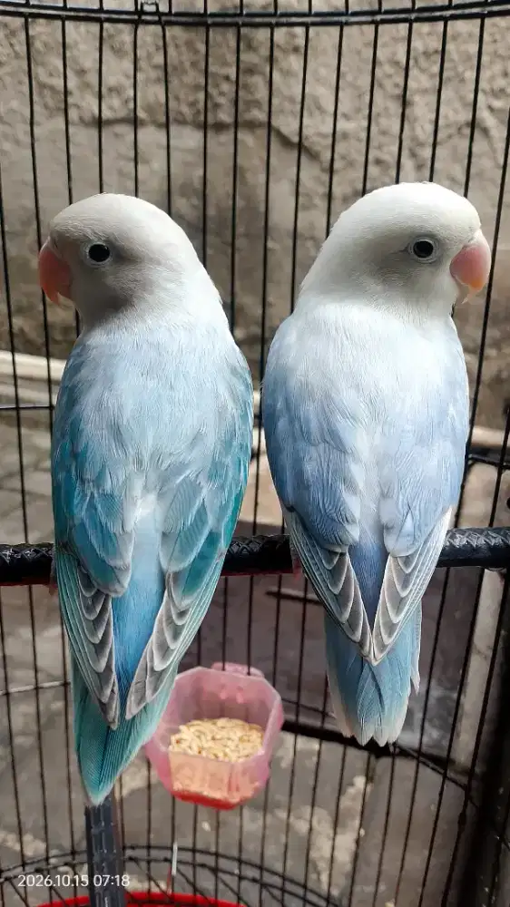 Lovebird Balibu