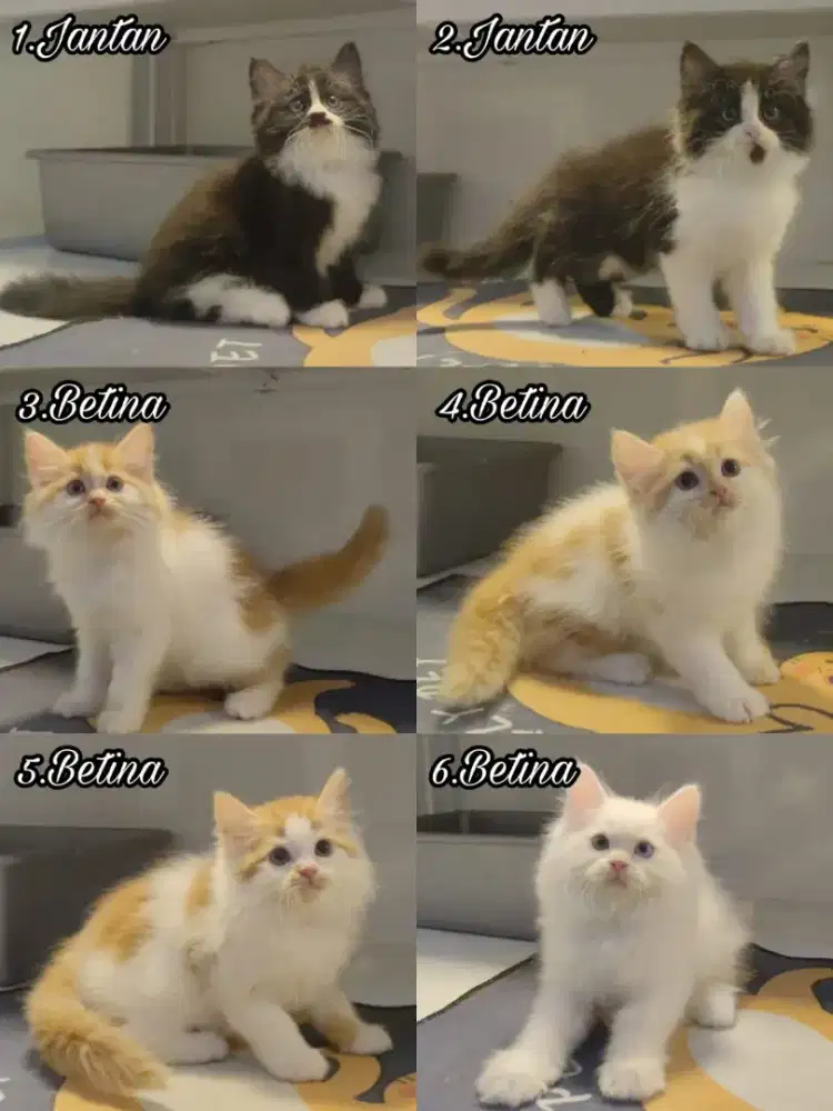 kucing kitten anakan mainecoon anggora persia ragdoll himalaya