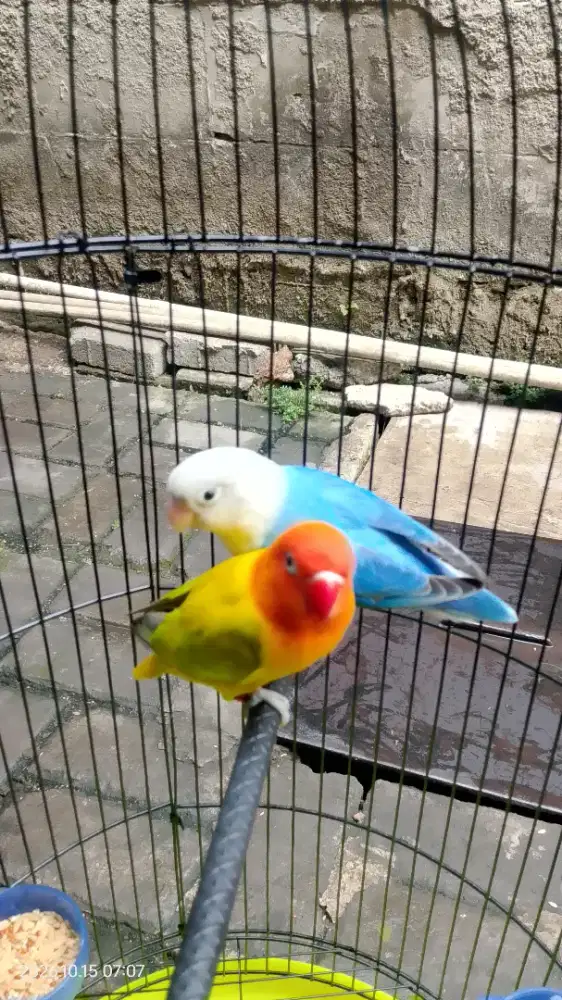 Lovebird Sepasang