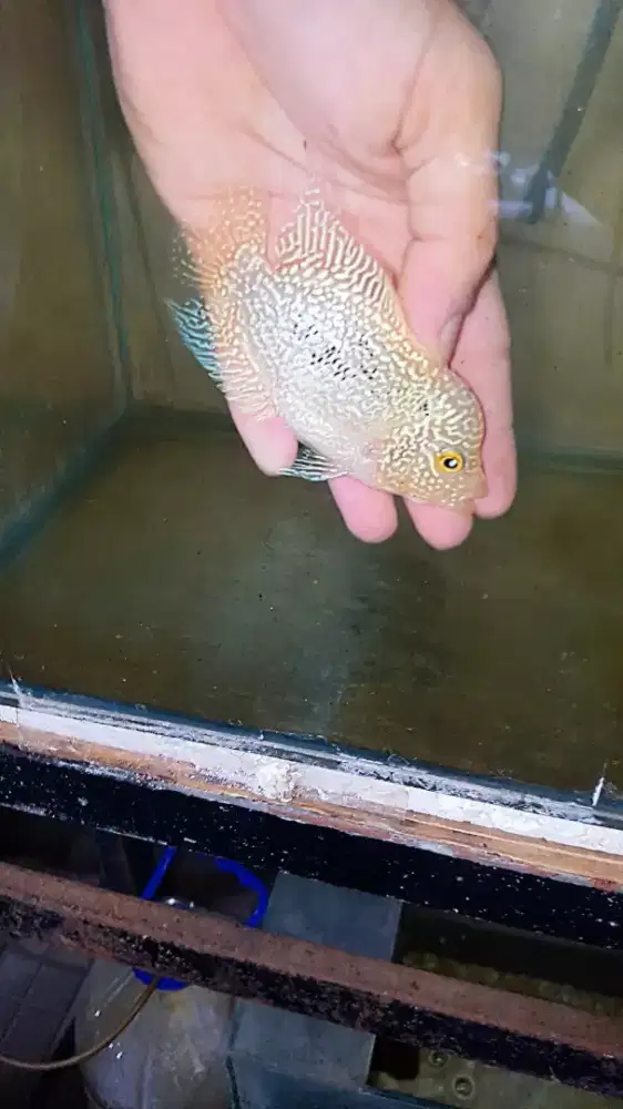 Louhan golden base cencu