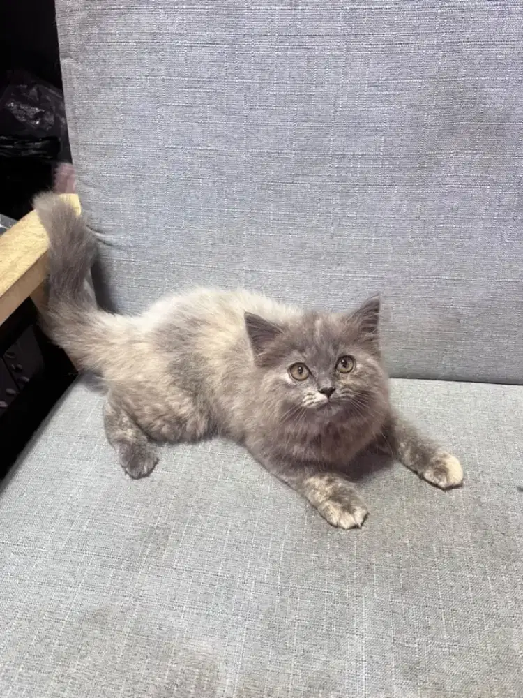 kucing anggora persia himalaya ragdoll munchkin british scottish